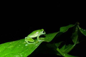 Manuel Antonio: Passeio pedestre noturno