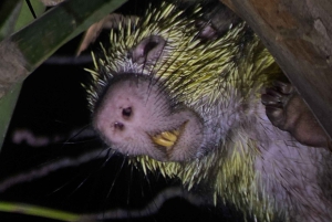 Manuel Antonio: Passeio pedestre noturno