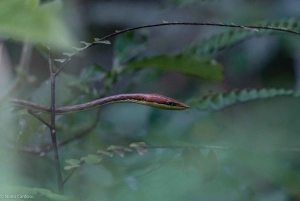 Manuel Antonio: Passeio pedestre noturno