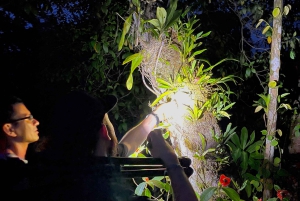 Manuel Antonio: Passeio pedestre noturno