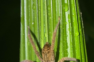 Manuel Antonio: Passeio pedestre noturno