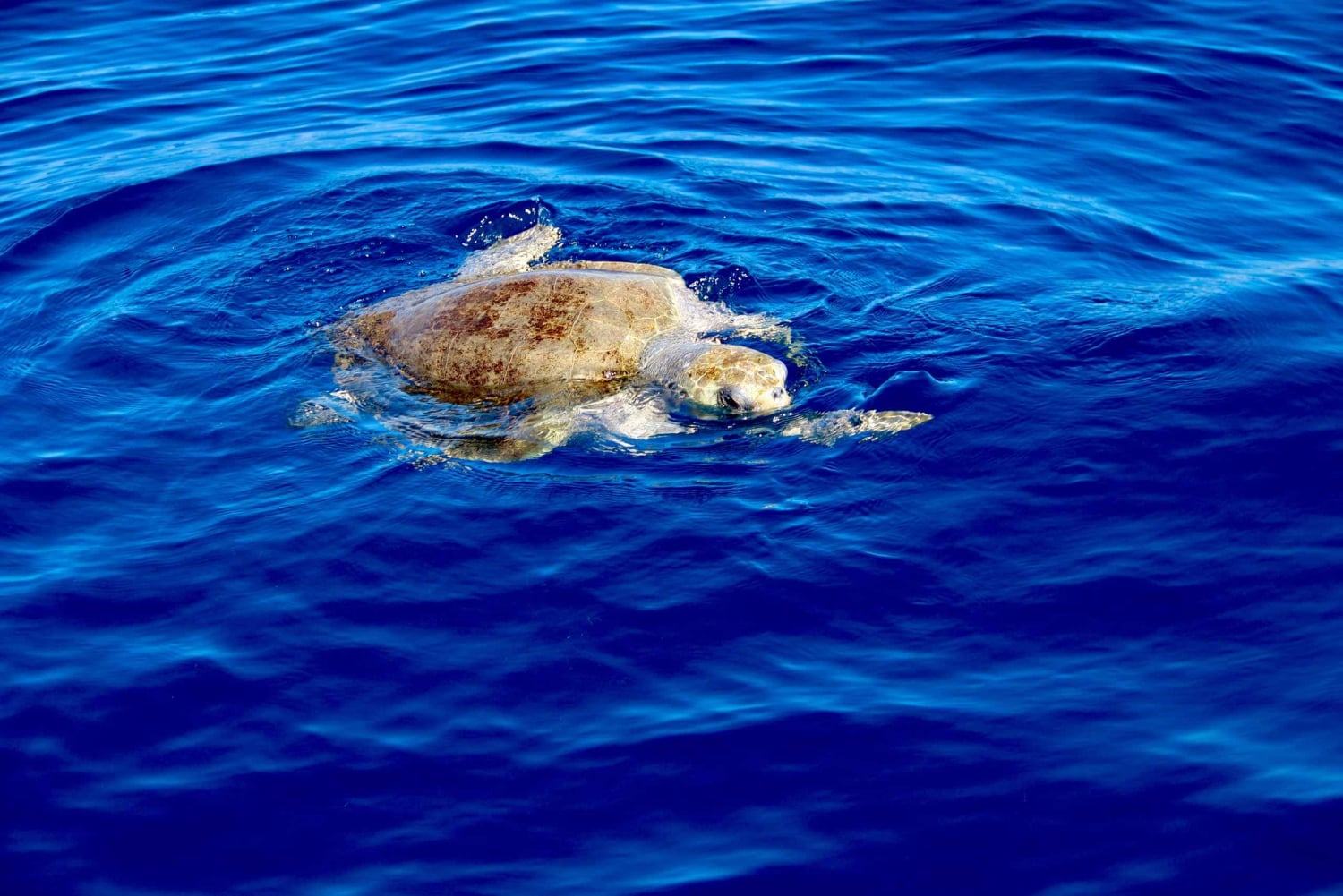 Manuel Antonio: Biesanz Beach & Snorkling: Ocean Kayak Biesanz Beach & snorklaus