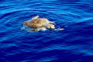 Manuel Antonio: Biesanz Beach & Snorkling: Ocean Kayak Biesanz Beach & snorklaus