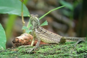 Manuel Antonio Park: Guided Tour to see animals & beach time