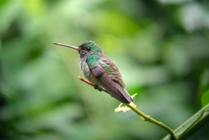 Manuel Antonio Park: Guided Tour to see animals & beach time