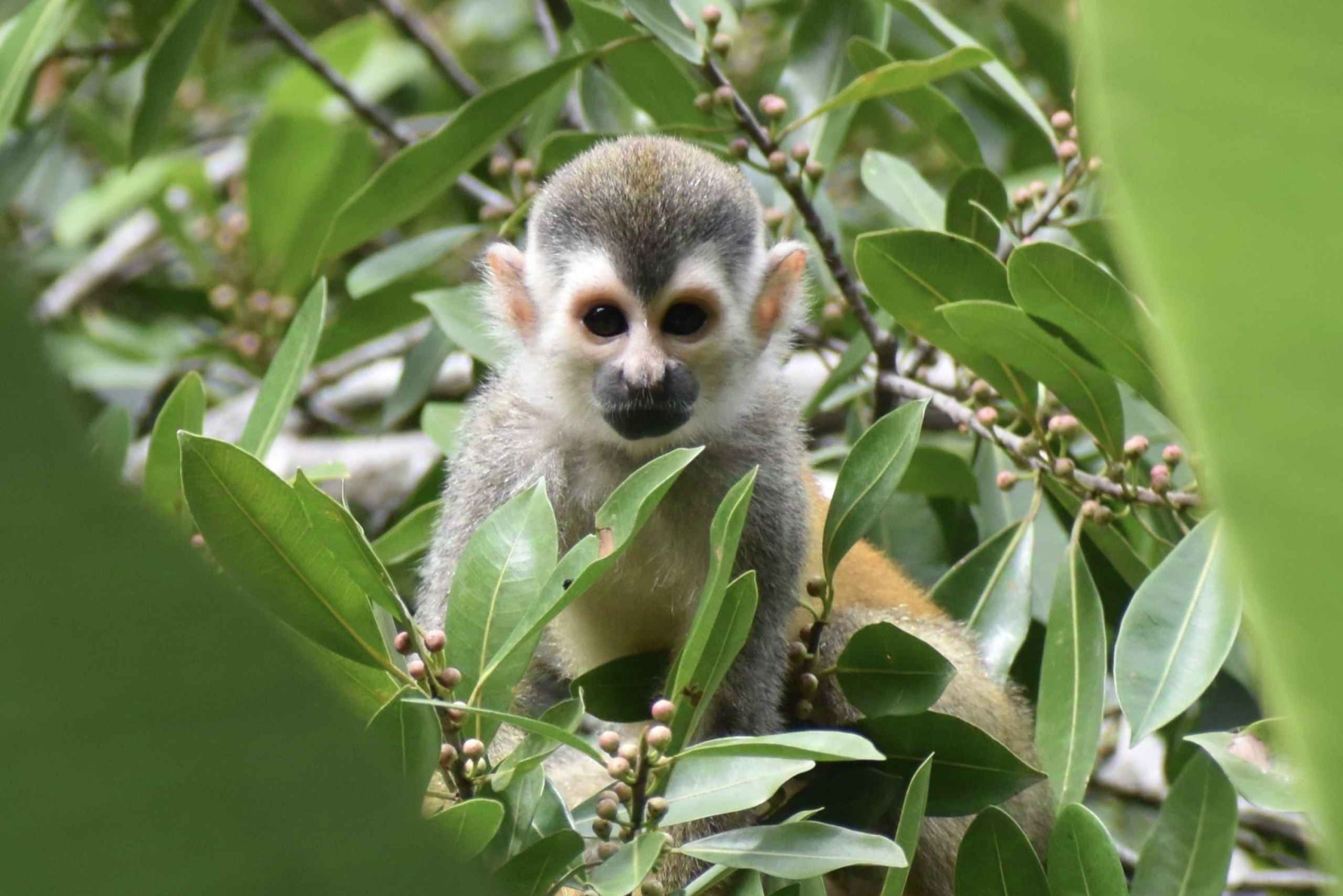 Manuel Antonion puiston opastettu kierros – sisäänpääsylippu sisältyy hintaan