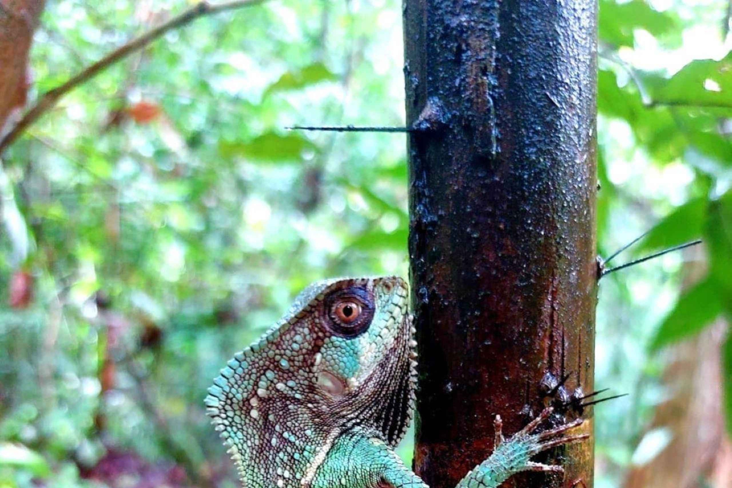 Manuel Antonion puiston opastettu kierros – sisäänpääsylippu sisältyy hintaan