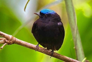 Manuel Antonion puiston opastettu kierros – sisäänpääsylippu sisältyy hintaan