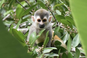 Manuel Antonion puiston opastettu kierros – sisäänpääsylippu sisältyy hintaan