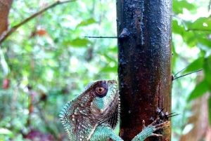 Manuel Antonion puiston opastettu kierros – sisäänpääsylippu sisältyy hintaan