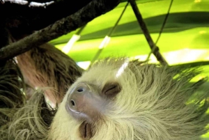 Manuel Antonion puiston opastettu kierros – sisäänpääsylippu sisältyy hintaan