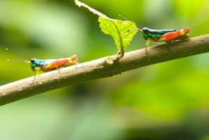 Manuel Antonion puiston opastettu kierros – sisäänpääsylippu sisältyy hintaan