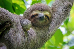 Manuel Antonion puiston opastettu kierros – sisäänpääsylippu sisältyy hintaan