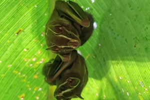 Manuel Antonion puiston opastettu kierros – sisäänpääsylippu sisältyy hintaan