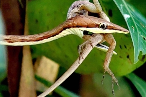 Manuel Antonion puiston opastettu kierros – sisäänpääsylippu sisältyy hintaan