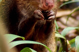 Manuel Antonion puiston opastettu kierros – sisäänpääsylippu sisältyy hintaan
