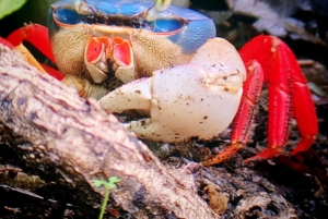 Manuel Antonion puiston opastettu kierros – sisäänpääsylippu sisältyy hintaan