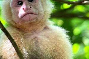 Manuel Antonion puiston opastettu kierros – sisäänpääsylippu sisältyy hintaan