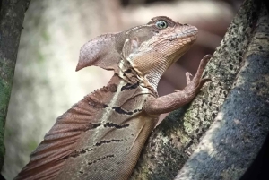 Manuel Antonion puiston opastettu kierros – sisäänpääsylippu sisältyy hintaan