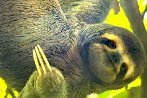 Manuel Antonion puiston opastettu kierros – sisäänpääsylippu sisältyy hintaan