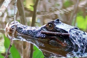 Manuel Antonion puiston opastettu kierros – sisäänpääsylippu sisältyy hintaan