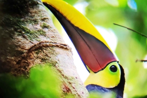 Manuel Antonion puiston opastettu kierros – sisäänpääsylippu sisältyy hintaan