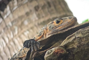 Manuel Antonion puiston opastettu kierros – sisäänpääsylippu sisältyy hintaan