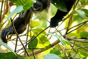 Manuel Antonion puiston opastettu kierros – sisäänpääsylippu sisältyy hintaan