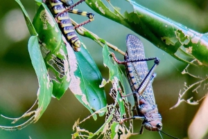 Manuel Antonion puiston opastettu kierros – sisäänpääsylippu sisältyy hintaan