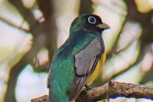 Manuel Antonion puiston opastettu kierros – sisäänpääsylippu sisältyy hintaan