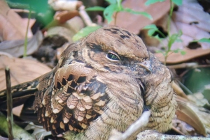 Manuel Antonion puiston opastettu kierros – sisäänpääsylippu sisältyy hintaan