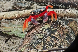 Manuel Antonion puiston opastettu kierros – sisäänpääsylippu sisältyy hintaan