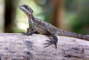 Manuel Antonion puiston opastettu kierros – sisäänpääsylippu sisältyy hintaan