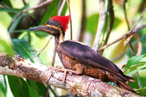 Manuel Antonion puiston opastettu kierros – sisäänpääsylippu sisältyy hintaan