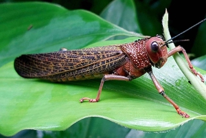 Manuel Antonion puiston opastettu kierros – sisäänpääsylippu sisältyy hintaan