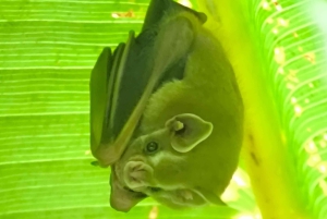 Manuel Antonion puiston opastettu kierros – sisäänpääsylippu sisältyy hintaan