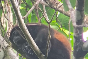 Manuel Antonion puiston opastettu kierros – sisäänpääsylippu sisältyy hintaan