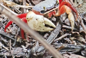 Manuel Antonion puiston opastettu kierros – sisäänpääsylippu sisältyy hintaan