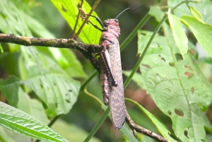 Manuel Antonion puiston opastettu kierros – sisäänpääsylippu sisältyy hintaan