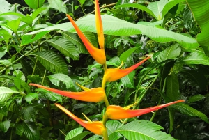 Manuel Antonion puiston opastettu kierros – sisäänpääsylippu sisältyy hintaan