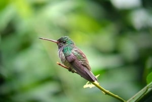 Manuel Antonio Park: Guided Tour to see animals & beach time