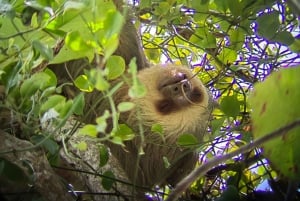 Manuel Antonio Park: Guided Tour to see animals & beach time