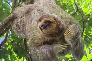 Manuel Antonio Park: Guided Tour to see animals & beach time