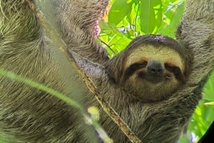 Manuel Antonio Park: Guided Tour to see animals & beach time