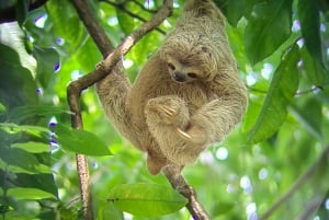 Manuel Antonio Park: Guided Tour to see animals & beach time