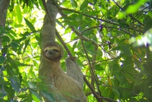 Manuel Antonio Park: Guided Tour to see animals & beach time