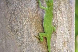 Manuel Antonio Park: Guided Tour to see animals & beach time