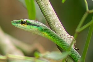 Manuel Antonio Park: Guided Tour to see animals & beach time