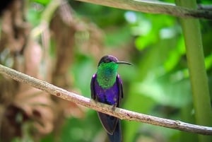 Manuel Antonio Nationalpark: Guidet tur og strandtid