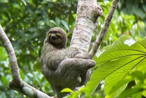 Manuel Antonio Nationalpark: Guidet tur og strandtid